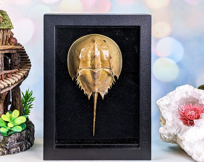 Horseshoe Crab Collectible Shadowbox Display Taxidermy Oddities Curiosities preserved specimen oceanology marine biology nautical decor