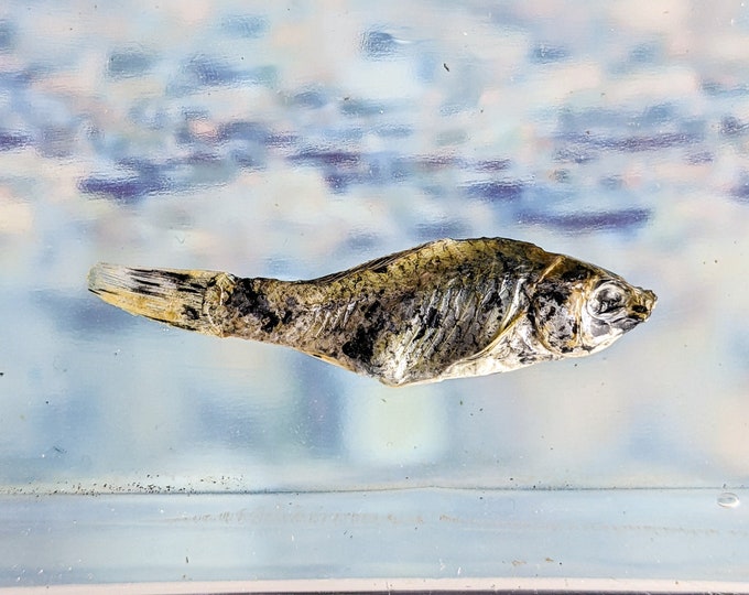Fsh33 Dalmation Molly fish specimen Taxidermy oddity collectible educational curio cabinet nautical decor oceanology marine biology life