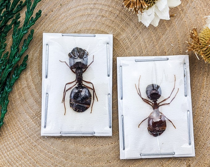 Two 2 Harvesting Marauder Ant Carebara diversa specimen craft oddities ant Taxidermy display entomology bugs preserved odd  educational