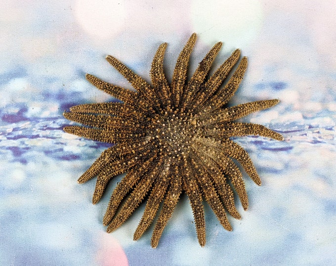 Sunflower Starfish 5"  Taxidermy Multileg Beautiful multi leg Nautical decor oceanology marine biology preserved specimen sea life curio