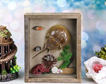 Horseshoe Crab Taxidermy Collectible Shadow Box Display Specimen Educational Wall Hanging ocean oddities curiosities nautical art decor