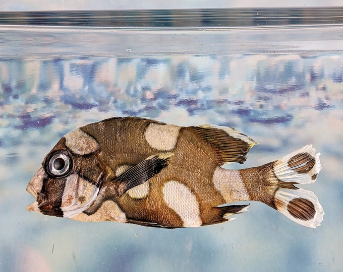 Harlequin sweetlips fish specimen Taxidermy oddity collectible  education marine decor crafts preserved specimen props curiosities aquatic