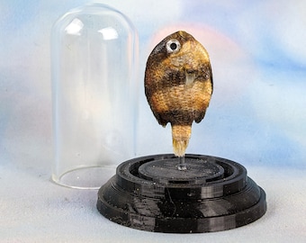 Damsel Fish taxidemy  Nautical Specimen Collectible Glass Dome Display nautical decor marine biology oceanology ocean sea life aquarium