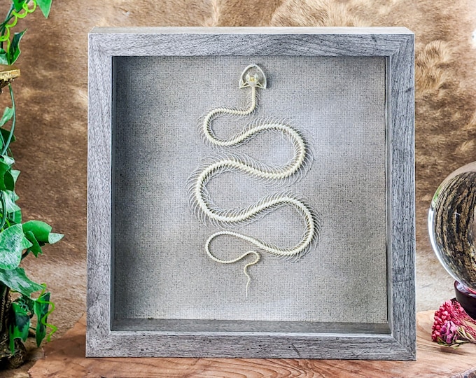 Pit Viper Snake skeleton Framed Taxidermy Oddities curiositiescollectible Display venomous Curiosity Decor Educational Specimen