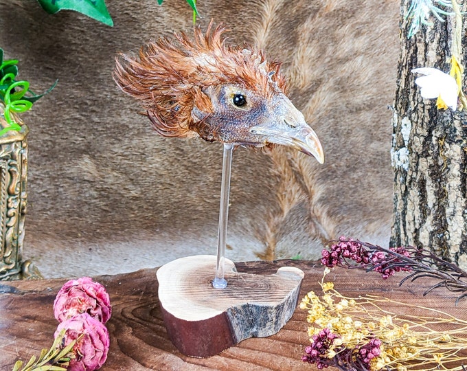Chicken head Mount Taxidermy display chick bird curiosities oddities educational collectible specimen curio cabinet rustic farm macabre