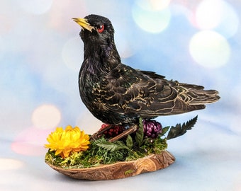Starling Bird Taxidermy Display Oddities Curiosities Décor Collectible preserved odd educational victorian avian display mount oddity