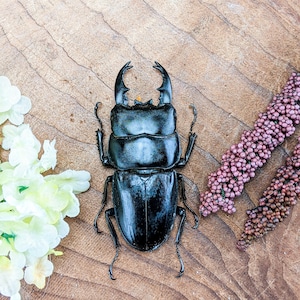 Sumatra Fighting Beetle 60+ specimen Oddities Curiosities Dorcus alcides entomology bug collector insect biology nature entomologist craft