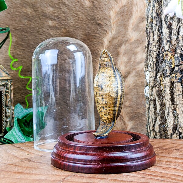 Medicinal Leech Dome Display specimen Taxidermy Oddities Curiosities preserved specimen decor collectible educational bloodletting medical