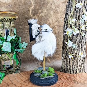 Hooded Goat Rider Curiosites Oddities Display Collectible beast collectible specimen fantasy mythical creature cryptid knight medieval gift