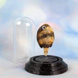 May include: A preserved fish specimen displayed under a clear glass dome. The fish is brown and tan, mounted on a black base. The dome sits next to the fish, against a soft blue and white background.