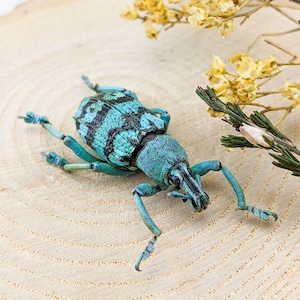 Blue Beetle Eupholus Schoenherri Cyan specimen entomology oddities craft curiosities bug collector preserved educational display curio