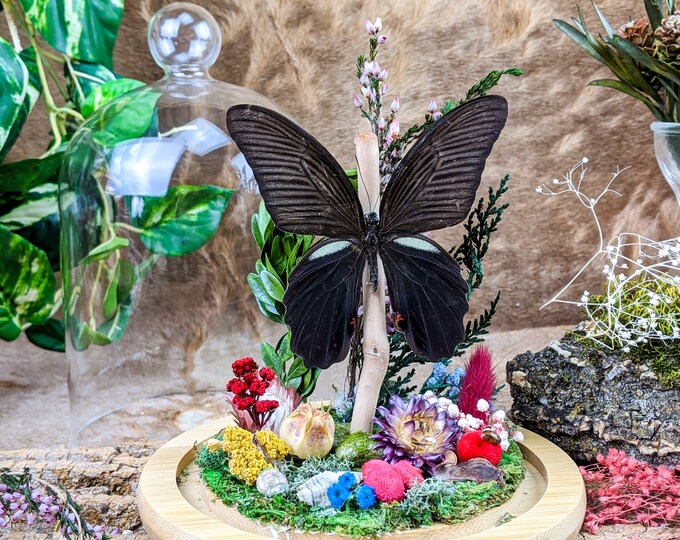 Spangle Butterfly Taxidermy Entomology Specimen Dome Display Oddities Curiosities Preserved Bug collector insect entomologist nature