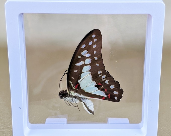 Butterfly Specimen Floating Frame Display Entomology Curiosities Sulawesi M educational display Lepidopterology educational bug collector