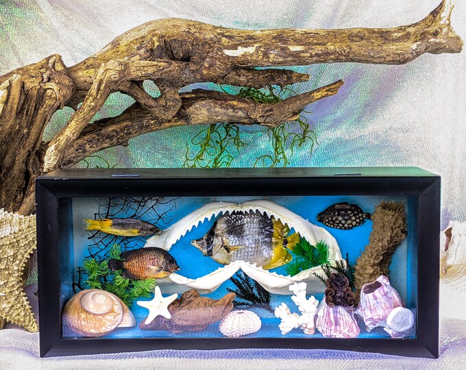 W157 Taxidermy oddities curiosities Nautical collectible display Framed scene marine Ocean Sea Collectible Preserved Specimen Edu Home Decor