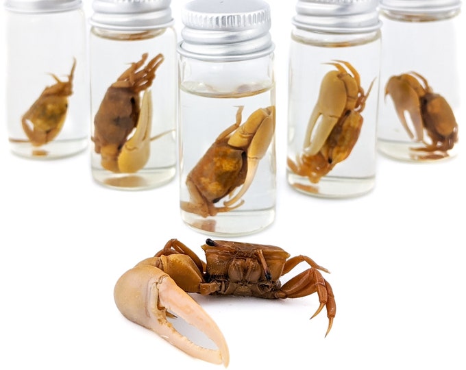 Fiddler Crab Wet Specimen oddities curiosities Nautical Marine collectible preserved specimen jar display educational science biology