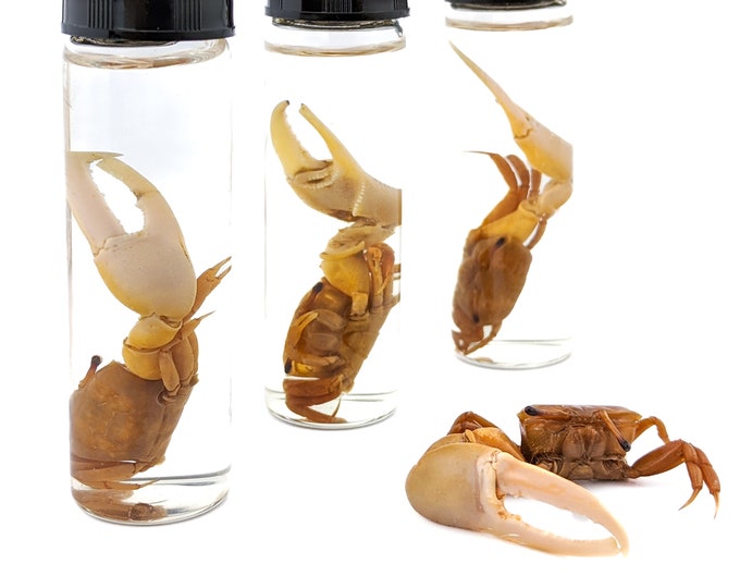fc#2 Crab Tall Fiddler Crab specimen  Wet Specimen Nautical Marine collectible specimen jar display oddities curiosities cabinet educational