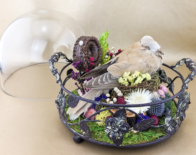 Shlf Collared Dove embellished Glass dome display Taxidermy Oddities Curiosities collectible Victorian Style decor collectible bird specimen