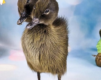 Two Headed Duck Duckling standing on wood Oddities Curiosities collectible decor preserved specimen Macabre Anomaly gaff gift curio cabinet