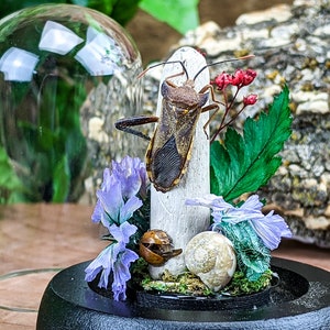 Mesquite Leaf footed Bug  glass dome display Specimen Entomology Taxidermy  Collectible curiosity cabinet oddity oddities home decor gift