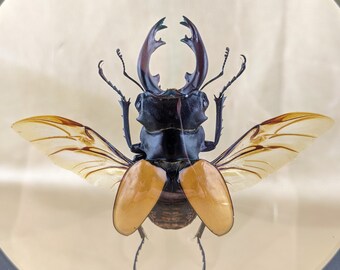 Lg Taxidermy Entomology Fighting Beetle Curiosity Collectible Glass Dome Lg Taxidermy Entomology Fighting Beetle Curiosity Collectible Glass Dome