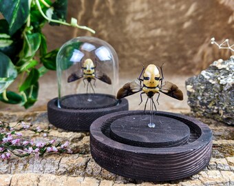 t6b Entomology Taxidermy Man Faced Beetle framed display Specimen Collectible insect bug decor