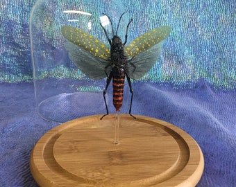 Q61A Entomology Taxidermy Locust Cicada Specimen Glass Dome Display Collectible