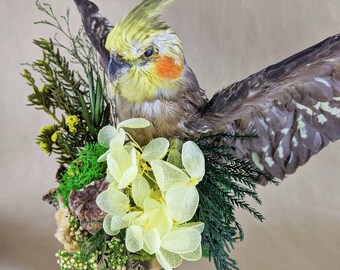 taxidermy cockatiel