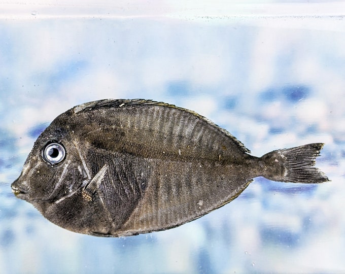Fsh16 black surgeon fish specimen Taxidermy oddity collectible educational marine decor crafts preserved specimen props curiosities aquatic