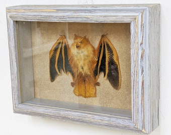 Sammlung Insekt Specimen Bat In Dome Briefbeschwerer im Dunkeln leuchten 