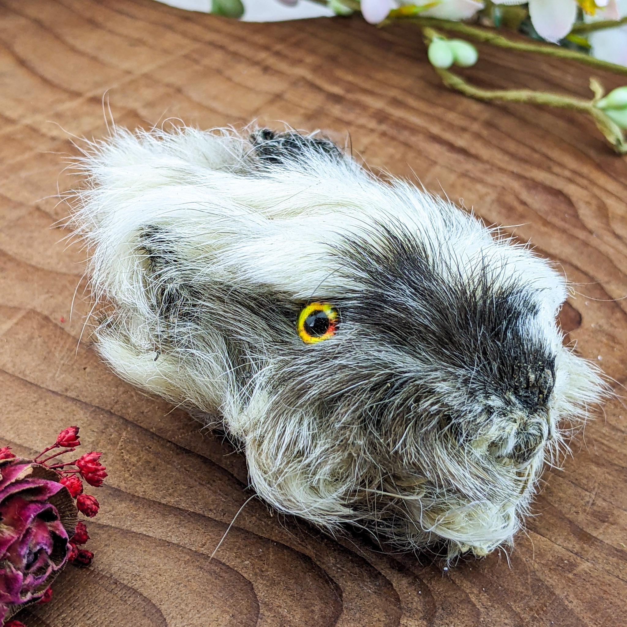 Guinea Pig Head Specimen Cavy Craft Taxidermy Oddities Curiosities