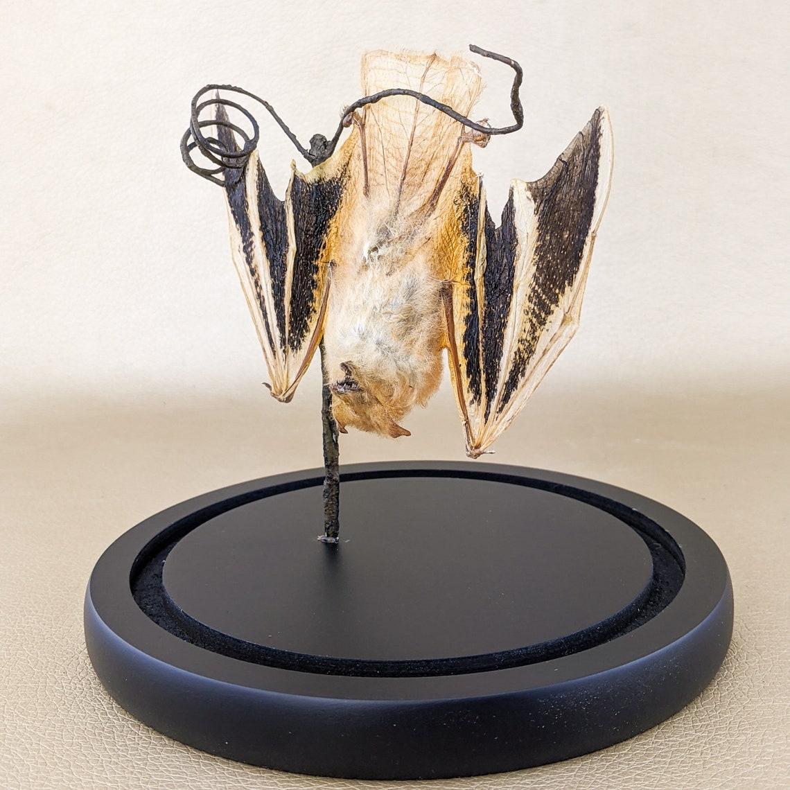 P46 KP Taxidermia Rarezas Curiosidades Murciélago Real | Etsy