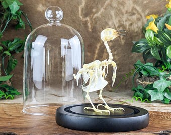 Zebra Dove Bird Geopilia Striata skeleton Glass Dome Display oddities curiosities collectible specimen decor gift