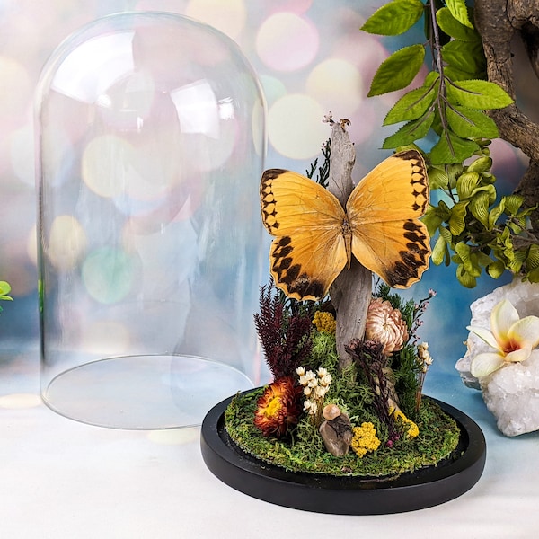 Butterfly Insect Display Butterfly Display - Etsy