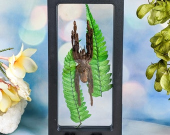 Tarantula spider Java Yellow Kneed Javanesis floating display Oddities Curiosities  Display Specimen Arachnid Collectible
