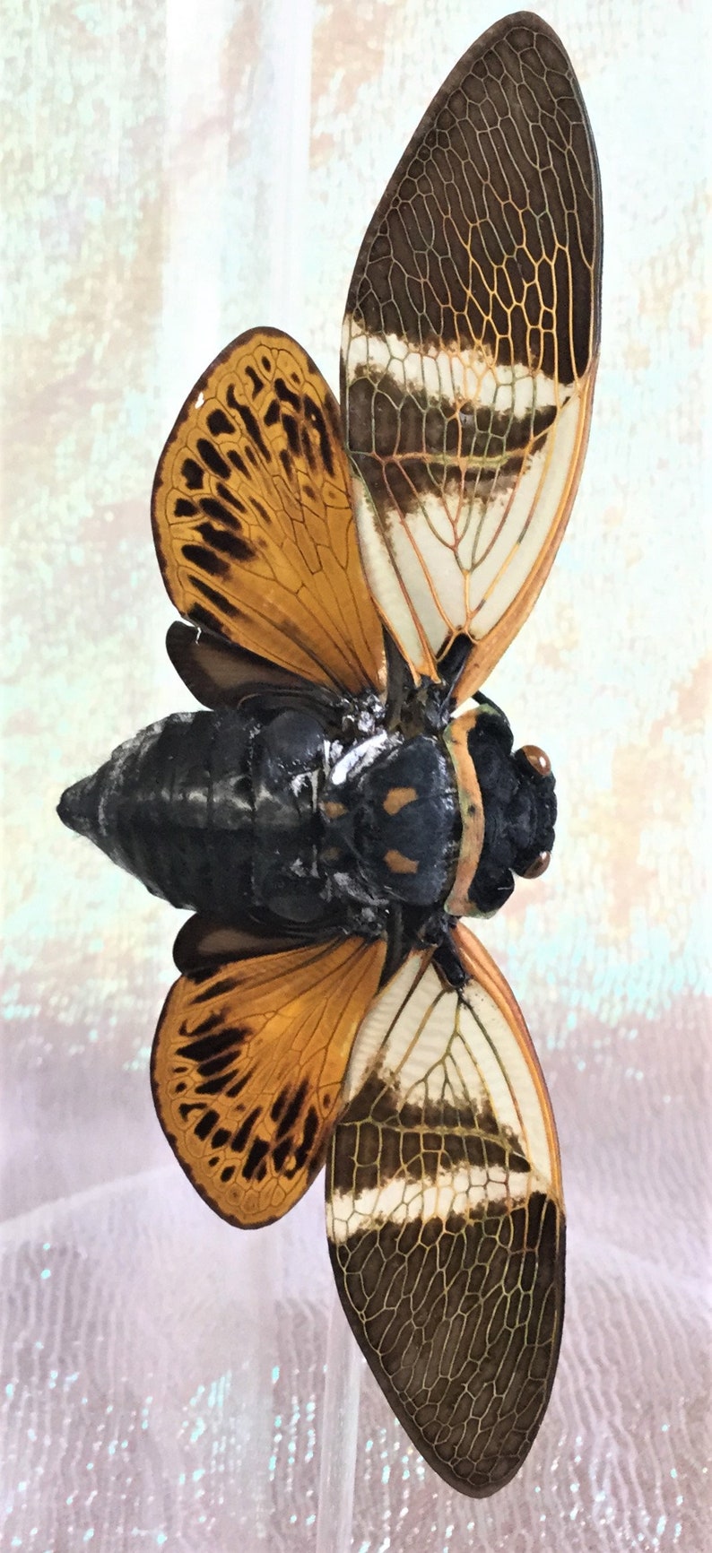 Lg Taxidermy Entomology Fighting Beetle Curiosity Collectible Glass Dome Lg Taxidermy Entomology Fighting Beetle Curiosity Collectible Glass Dome