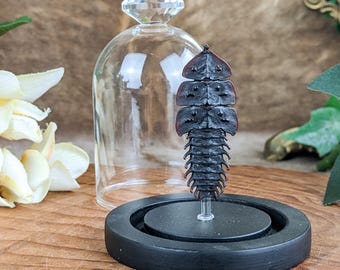 Duliticola Trilobite beetle Dome Entomology Curiosity Living Fossil gift taxidermy Oddity collectible preserved specimen gift decor