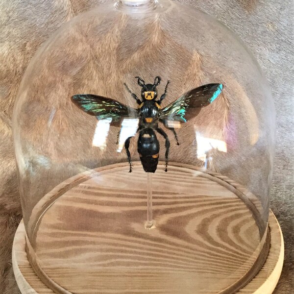 R19 xlg Iridescent Scoliid Wasp Glass Dome Display specimen collectible Entomology Taxidermy Oddities Curiosities educational  home decor
