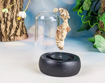 May include: A white, organic-looking object is displayed under a glass dome on a black wooden base. The object is suspended on a thin wire.