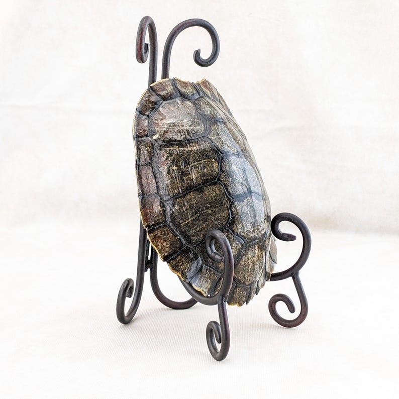 Red Eared Slider Turtle Shell Stand Display Taxidermy Curiosity ...