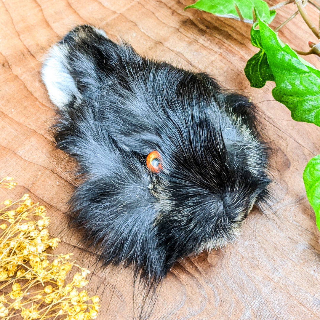 Bunny Rabbit Head for Crafts Specimen Taxidermy Oddities Craft Crafting ...