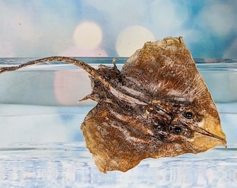 s32i Clearnose Skate fish Oddities Curiosities Specimen stingray collectible Oddity Curiosities Decor aquarium collectible fish