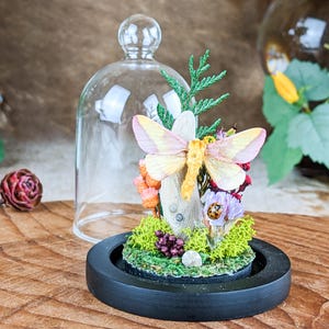 Rosy Maple Moth Spread Glass Dome Display Entomology whimsical Taxidermy curiosities oddities entomologist collectible preserved specimen