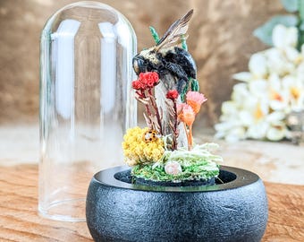 Bumble Bee Ladybug Glass Dome Display Dark Academia Oddity Curiosity collectible entomology insect display whimsical bumble bee decor gift