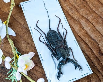 Whip Scorpion Spider Hypocnoctus R Entomology Oddity Curiosities specimen preserved educational display odd biology bug collector curio