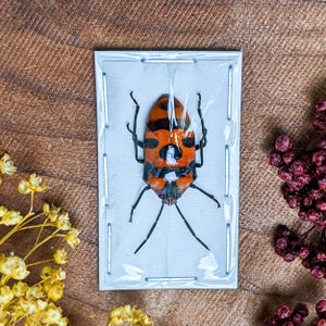 Clown Man Faced Beetle Specimen Crafts Catacanthus Punctus collectible decor entomology preserved curiosities cabinet educational bug