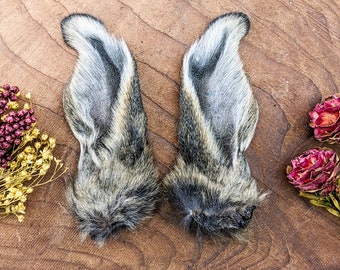 Pair Bunny Rabbit Ears  3 3/4 Specimen Taxidermy Oddities Curiosities preserved educational display curio cabinet whimsy preserved