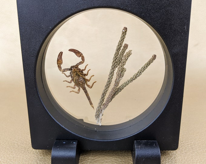 D39d Dwarf Wood Scorpion Display  Entomology Taxidermy collectible oddities curiosities floating frame specimen real educational home decor