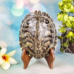 May include: A polished turtle shell with a complex pattern of dark brown and tan scutes, displayed upright on a small, curved wooden stand. The shell features a glossy finish that highlights the intricate geometric markings across its surface.