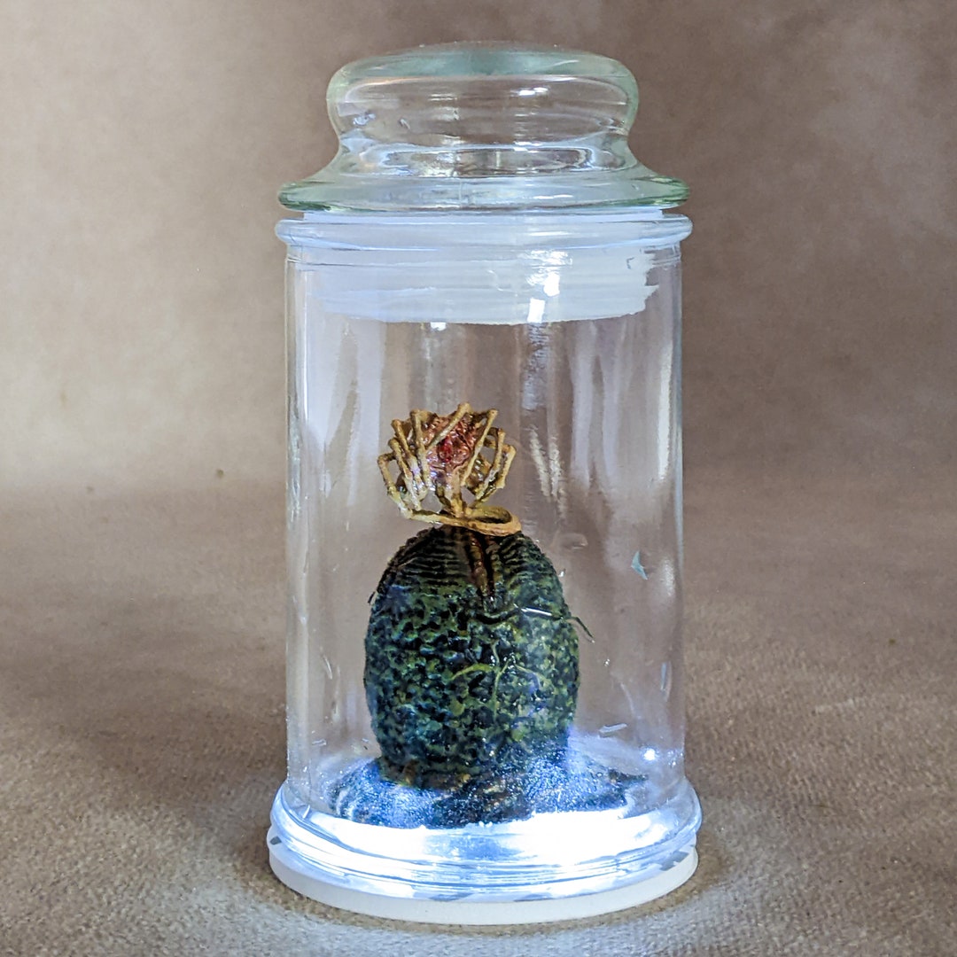 Alien Jar Xenomorph Specimen Facehugger Embryo & Egg Glass Jar Prop