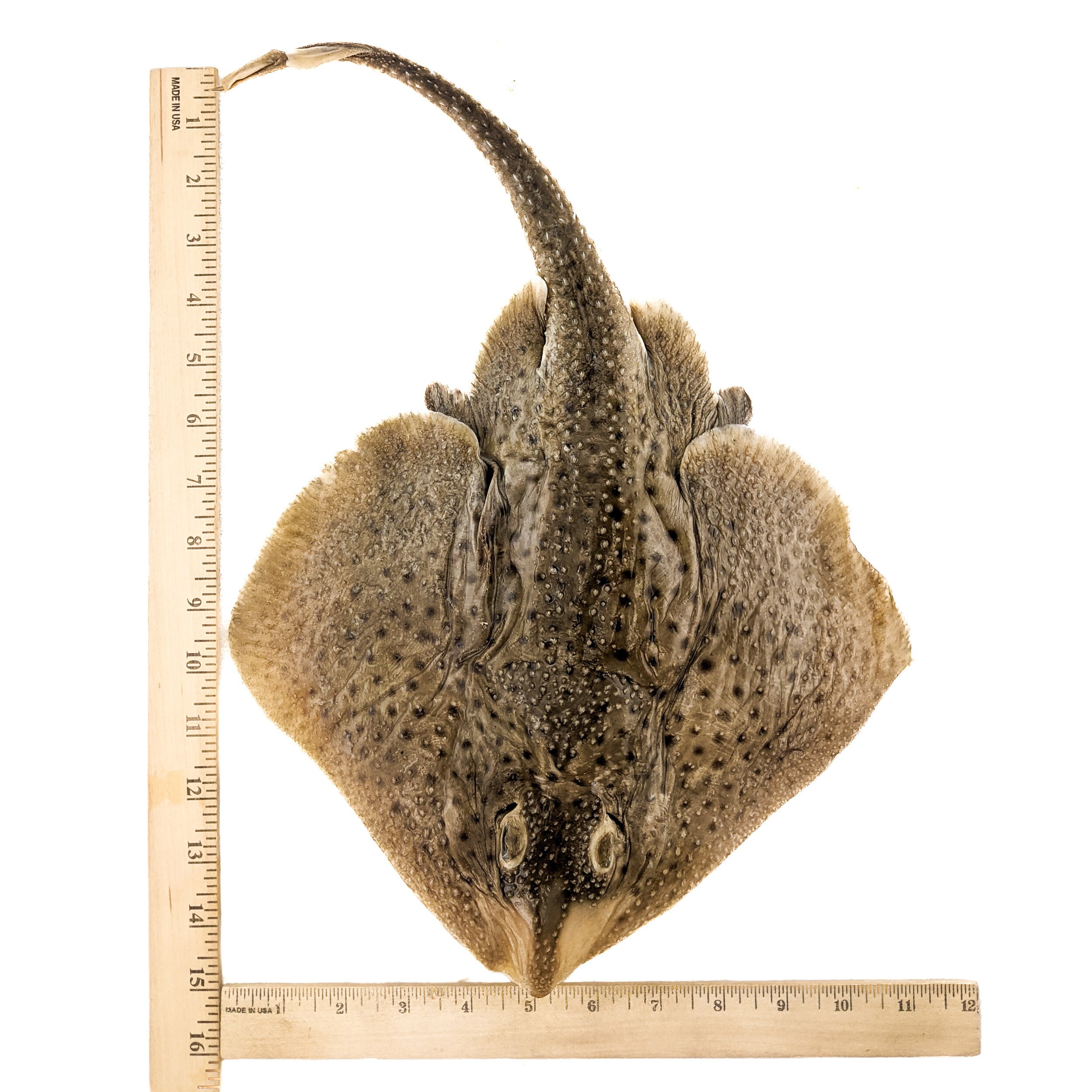 Skate 4 HUGE 16 Wet Specimen Clearnose Skate fish Taxidermy Oddities